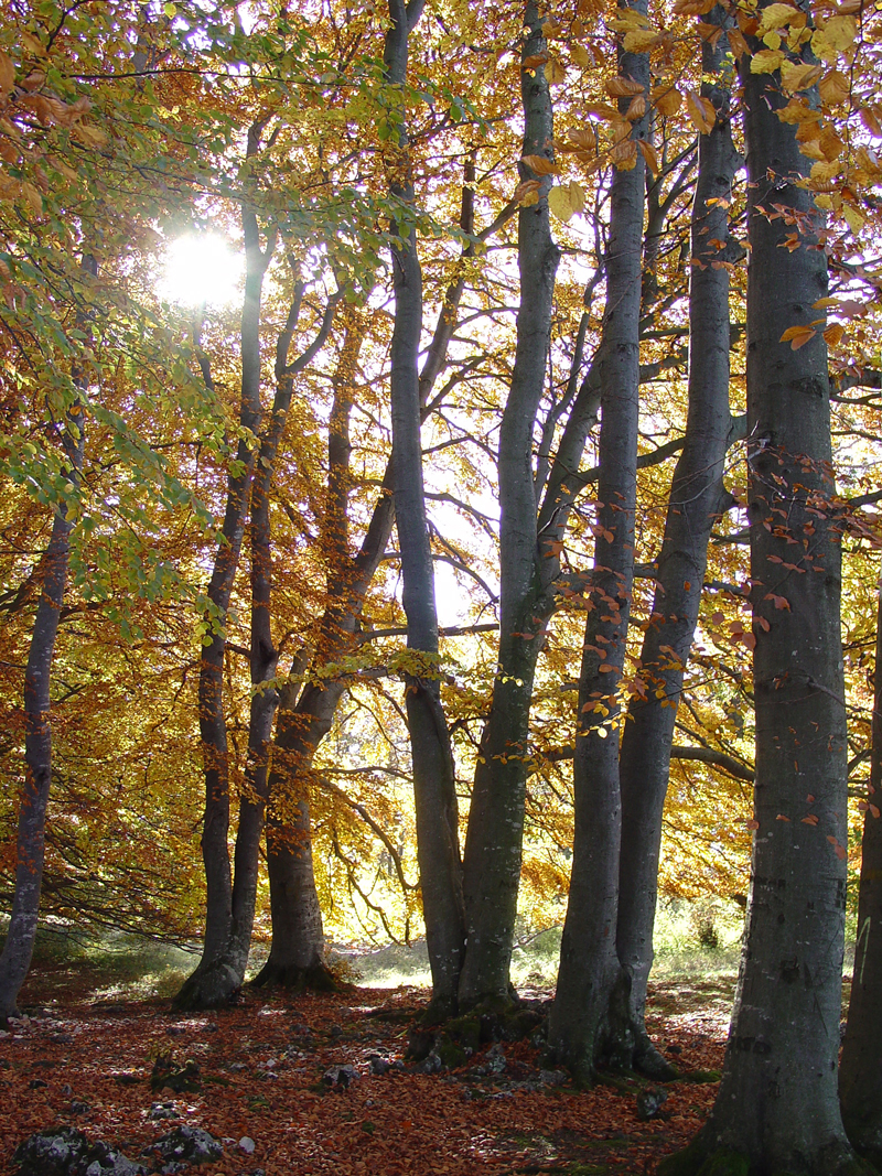 Die Sonne bricht durch und erhellt den dunklen Wald